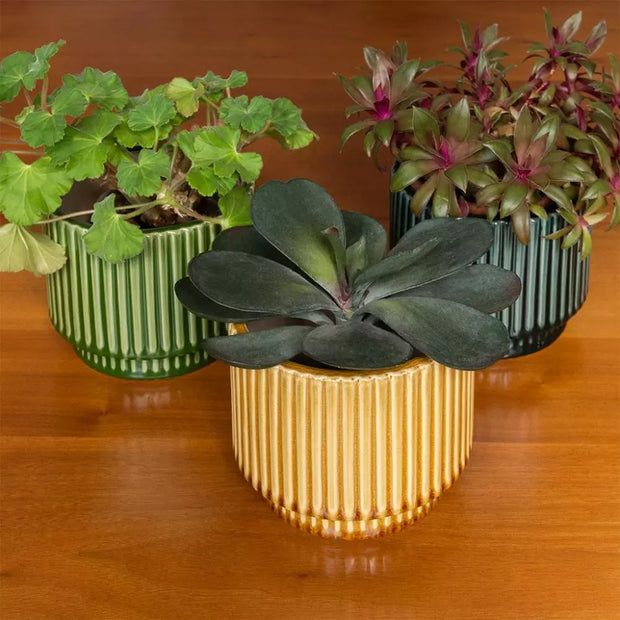 Ridged Plants Pots