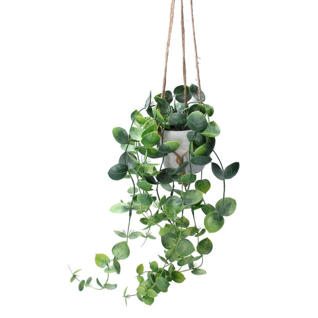 Faux Trailing Hoyas in Hanging Pot